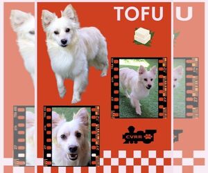 Pembroke Welsh Corgi-Pomeranian Mix Dogs for adoption in Lindsay, CA, USA