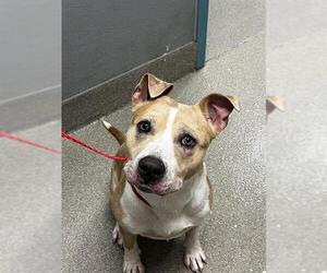 American Pit Bull Terrier-Unknown Mix Dogs for adoption in Las Vegas, NV, USA