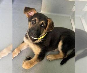 German Shepherd Dog-Unknown Mix Dogs for adoption in Visalia, CA, USA