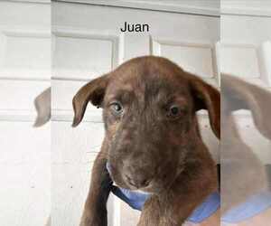 Mutt Dogs for adoption in Evansville, IN, USA