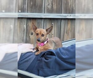 Chihuahua-Unknown Mix Dogs for adoption in Arlington, WA, USA