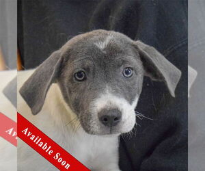 Labmaraner Dogs for adoption in Huntley, IL, USA