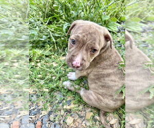American Pit Bull Terrier-Unknown Mix Dogs for adoption in Brewster, NY, USA
