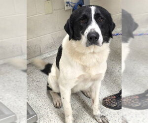 Labrador Retriever-Unknown Mix Dogs for adoption in Conroe, TX, USA