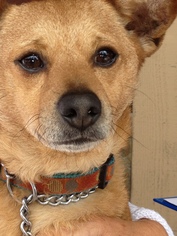 Shiba Inu-Unknown Mix Dogs for adoption in Midway City, CA, USA
