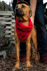 Medium Photo #1 German Shepherd Dog-Unknown Mix Puppy For Sale in Von Ormy, TX, USA