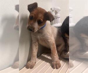 Australian Cattle Dog Dogs for adoption in Bakersfield, CA, USA