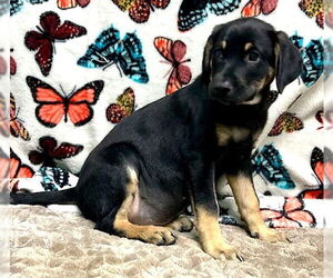 Labrador Retriever-Spaniel Mix Dogs for adoption in Wetumpka, AL, USA
