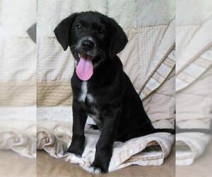 Borador Dogs for adoption in Newnan, GA, USA