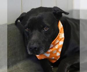 American Staffordshire Terrier-Unknown Mix Dogs for adoption in San Antonio, TX, USA