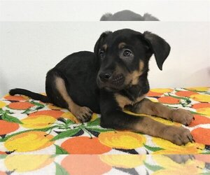 Labrottie Dogs for adoption in Phoenix , AZ, USA
