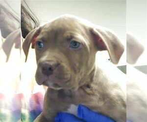 Mutt Dogs for adoption in Fayetteville, NC, USA