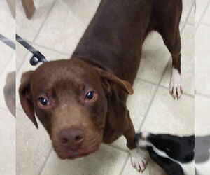Boxer-Coonhound Mix Dogs for adoption in Frenchburg, KY, USA