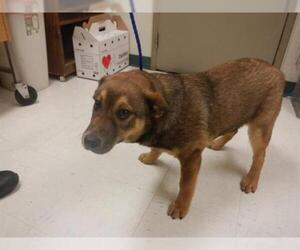 Australian Cattle Dog-German Shepherd Dog Mix Dogs for adoption in Oroville, CA, USA
