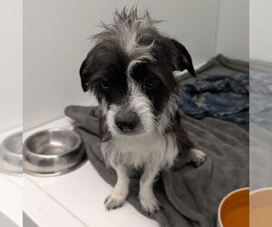 Mutt Dogs for adoption in Chico, CA, USA