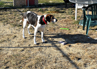 Treeing Walker Coonhound Dogs for adoption in Spring Lake, NJ, USA