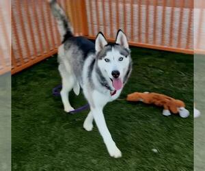 Siberian Husky-Unknown Mix Dogs for adoption in Las Vegas, NV, USA