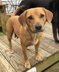 Beagle-Unknown Mix Dogs for adoption in Middletown, MD, USA