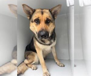 German Shepherd Dog-Unknown Mix Dogs for adoption in Houston, TX, USA