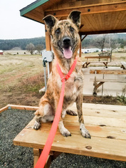 Australian Shepherd-Collie Mix Dogs for adoption in Spokane, WA, USA