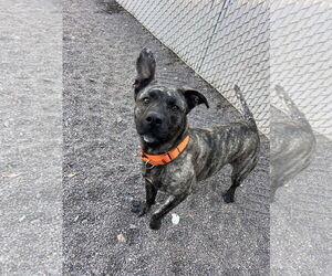 American Pit Bull Terrier-Unknown Mix Dogs for adoption in Webster, WI, USA