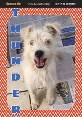 Mutt Dogs for adoption in Enid, OK, USA