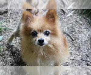 Pomeranian Dogs for adoption in Akron, OH, USA