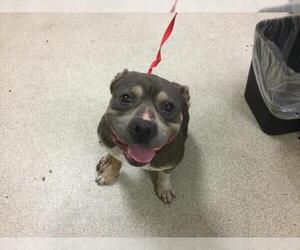 American Pit Bull Terrier Dogs for adoption in Riverside, CA, USA
