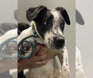 Australian Cattle Dog Dogs for adoption in Bakersfield, CA, USA