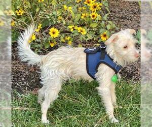 Cairn Terrier Dogs for adoption in Cary, NC, USA