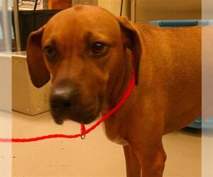Rhodesian Ridgeback Dogs for adoption in Sanford, FL, USA