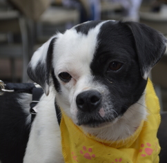 Faux Frenchbo Bulldog Dogs for adoption in Fredericksburg, VA, USA