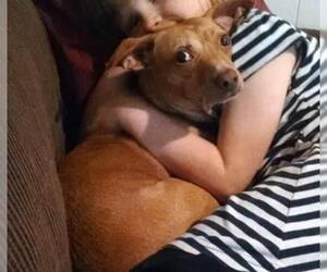 Chihuahua-Pharaoh Hound Mix Dogs for adoption in Cincinnati, OH, USA