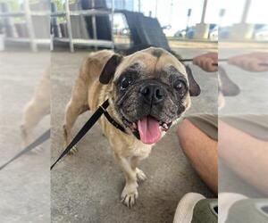 Pug Dogs for adoption in San Antonio, TX, USA