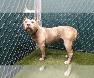 Mutt Dogs for adoption in Downey, CA, USA