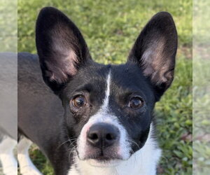 Chihuahua-Unknown Mix Dogs for adoption in Jefferson, WI, USA