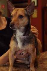 Chiweenie Dogs for adoption in Boca Raton, FL, USA