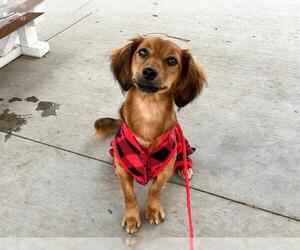 Dachshund-Unknown Mix Dogs for adoption in Orange, CA, USA