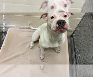 American Pit Bull Terrier Dogs for adoption in Ocala, FL, USA