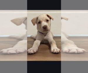 Labrador Retriever-Unknown Mix Dogs for adoption in NYC, NY, USA