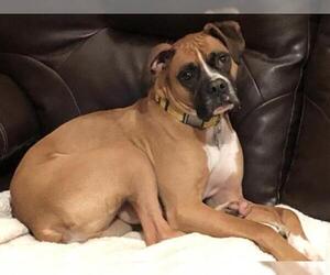 Boxer Dogs for adoption in Harrisburg, PA, USA