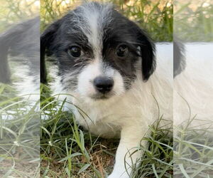 Mutt Dogs for adoption in Lake Elsinore, CA, USA