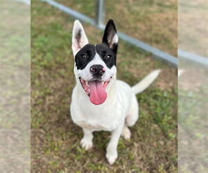 American Pit Bull Terrier-Unknown Mix Dogs for adoption in Augusta, GA, USA