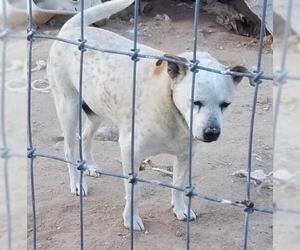 Australian Cattle Dog Dogs for adoption in Tonopah, AZ, USA