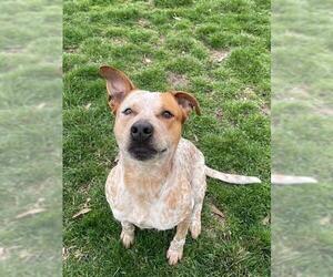 Mutt Dogs for adoption in Lee's Summit, MO, USA