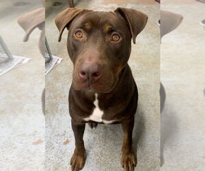 American Staffordshire Terrier-Labrador Retriever Mix Dogs for adoption in Brewster, NY, USA