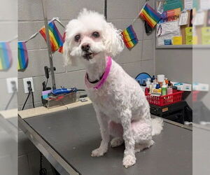 Poodle (Miniature)-Unknown Mix Dogs for adoption in Las Vegas, NV, USA