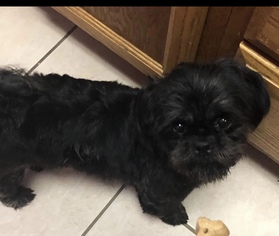 Shih Tzu Dogs for adoption in Euless, TX, USA