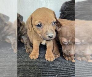 Dachshund-Unknown Mix Dogs for adoption in San Antonio, TX, USA