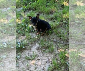 Dachshund-Red Heeler Mix Dogs for adoption in Staunton, VA, USA